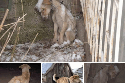 A Desperate Plea for Rescue: An Emaciated Dog Fights the Cold Alone in a Winter Storm