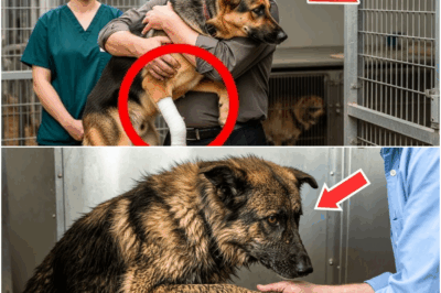 He Chose the Dog Nobody Wanted—What That Animal Did Next Stunned the Whole Town