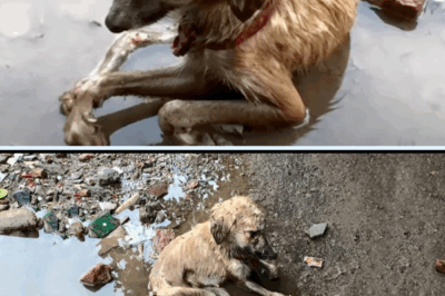 Abandoned In Rain Puddle, She Waited 2 Days In Cold – Still Obeying The Girl Who Said “Stay Here”…