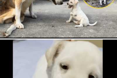 Big Dog’s Cry Saved Puppy from a Muddy Ditch…Now They Are Best Friends, Never Leaving Each Other!
