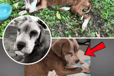 Desperate dog struggles with thousands of ticks infested her emaciated body, but nobody could help
