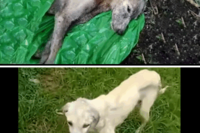 He Didn’t Bark, He Didn’t Whimper, He Just Looked… As If Whispering “Please Don’t Leave Me Here.”