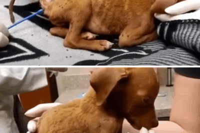 From Abandoned to Adored: The Miraculous Journey of Stuart, the Puppy Who Refused to Give Up