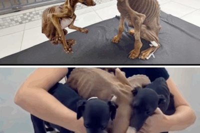 Their bodies are like bats, crying and begging for release after years of confinement