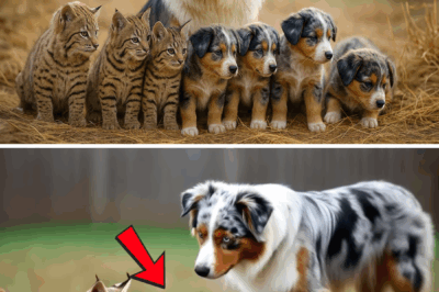 This Bobcat Gave Birth in Their Barn… But Then Did Something No One Expected