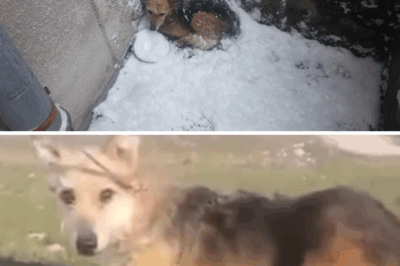 “Please don’t leave me…” She lay frozen for days, silent, starving, waiting to end his life alone!