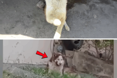 Take My Paw – A Dog With a Rotting Jaw Begs for Love After Escaping His Owner