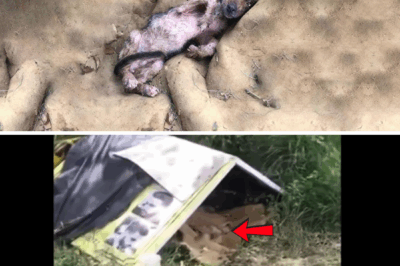 She Was Left to Die Under a Rot Roof in Nowhere… But Her Silent Tears Led to a Miracle!!!