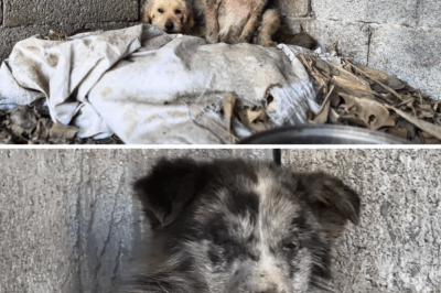 “Help us!” They huddled together, waiting in vain for their master, and broke down crying