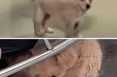 From Fear to Family: The Heartwarming Journey of a Stray Puppy’s Adoption