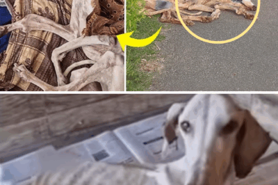 She Lay Flat By The Road, Body Weak And Heart Shattered – Even the Vet Refused to Treat Her