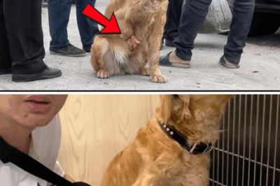 A Beacon of Hope: The Unbreakable Spirit of a Three-Legged Stray