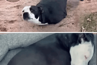 “Don’t Leave Me!”, The Heartbreaking Plea of a Dog With Severed Legs, Fighting for Life