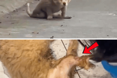 Crying dog tries to crawl on 2 legs to beg for help from stranger