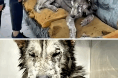 Dog waits for owner for a year in abandoned house… and miracle happens