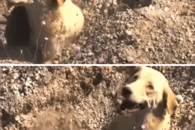Buried under the rubble, she cried out, pleading for help for her babies