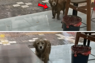 A Rainy Encounter: How a Timid Dog Found Kindness at a Snack Shop