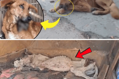 Trying to lift her head begging for mercy, instead she was left with broken jaw & an inevitable end