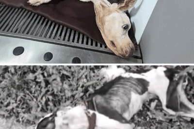 So Sick the Doctor Refused to Treat Me, But Love Made Me Thrive- Miraculously