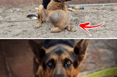 Terrified whenever he sees his drunk owner approaching, he cries in pain alone every night