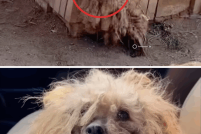 Suffering from hemorrhoids, she struggled to crawl step by step in 43°C weather looking for food