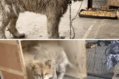 After Two Years Chained in a Factory, Dog Finds Freedom and a Loving Home