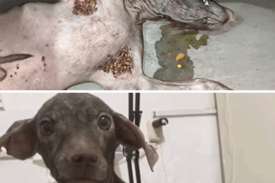 From Abandonment to a Loving Home: The Miraculous Journey of Conde the Puppy