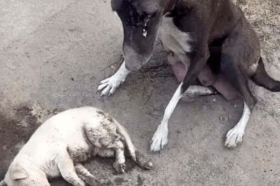 Monster hit to head and left the puppy crying in pain! The mother dog reach us begging for help!