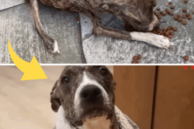 She Collapsed After Licking My Food – Too Weak From Days Of Hunger And Being Driven Away…