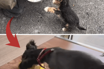 “I’m so hungry.” The puppy cried and begged for food after days of being abandoned and starving