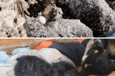 -10°C, 6 little puppies were blanketed in white snow, crying out for their mother in vain