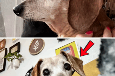 This Elderly Dog’s Reaction to Being Adopted Will Melt Your Soul