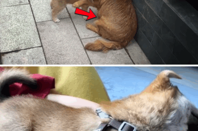 Exhausted by hunger, she tried to take her young child and wander the streets looking for help