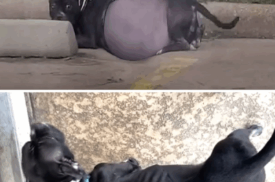 She lay in despair, her swollen belly about to burst, pleading helplessly