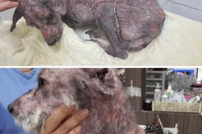 Trembling In loneliness, This Little Dog is Still Waiting for Its First Taste of Love!