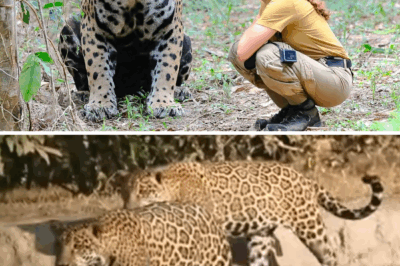 Ignoring All Warnings, She Reunited with the Jaguar She Raised as a Child — Then This Happened❤️