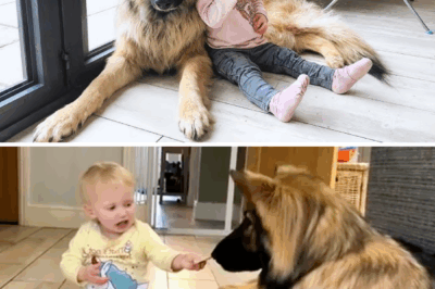 Baby Has a Giant Dog Who Never Leaves Her Side, Their Bond Will Melt Your Heart