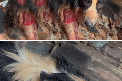 Injured Stray Dog Attacked by Mute Man Gets a Second Chance That Will Break Your Heart