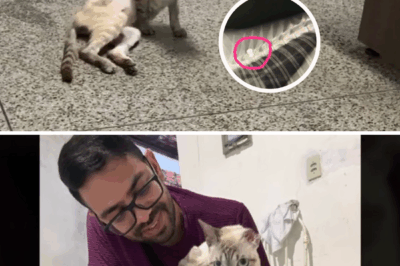 He was hopeless with a deaf ear and crippled legs until a girl brought him a miracle
