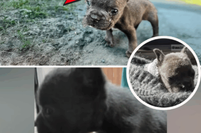 No Bigger Than a Hand – Tiny Puppy Left Crying Despite Doing Nothing Wrong