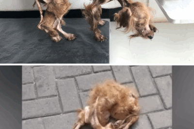 Nothing But Skin And Falling Fur On Bones, He Never Had Any Care or Love From His Owner!