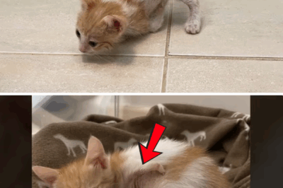 No one knows why he always kneels until vet showed the tearful truth about his past