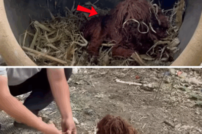 Abandoned Dog Finds Hope and a New Family at Rescue Center