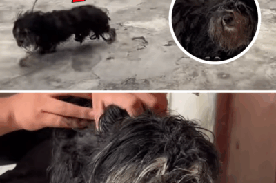 From Abuse to Hope: The Rescue of a Dog Wrongly Labeled “Mad”