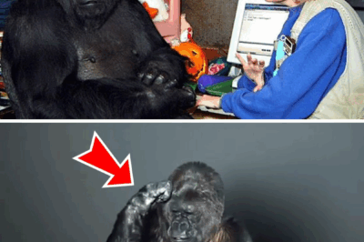 Gorilla That Can Talk Said Something Shocking About Humans – You Won’t Believe This!!