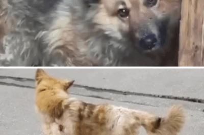 The Dog Whispered ‘Save me’ from Inside the Cage… then came the heartbreaking truth