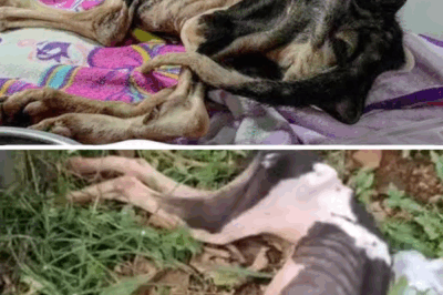 She Miraculously Survived After a LifeTime of Abuse and Neglect–It’s Unimaginable What She Endured