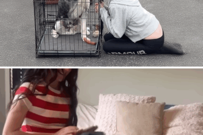 They decided to put him down after 11 years of loyalty–while he knelt begging for forgiveness