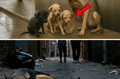Mother dog begged passersby to save her baby, but everyone ignored her.