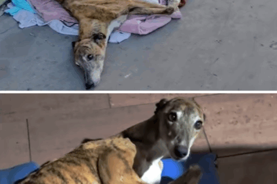 The exhausted and skinny mother dog still tried her best to produce milk to feed her puppies